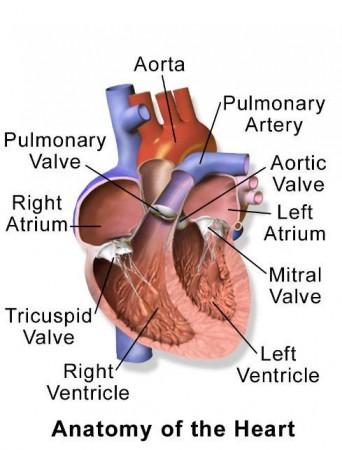 Anatomy of the heart (Representational Picture) Heart