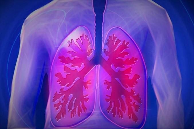 Lungs (Representational Picture) Lungs