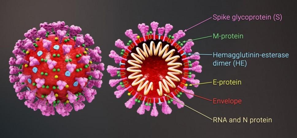 3D animation coronavirus structure (Representational Picture) SARS-CoV-2 Coronavirus