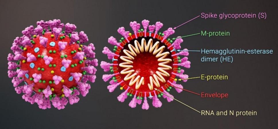 SARS-CoV-2 Coronavirus