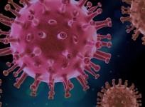 SARS-CoV-2 Coronavirus