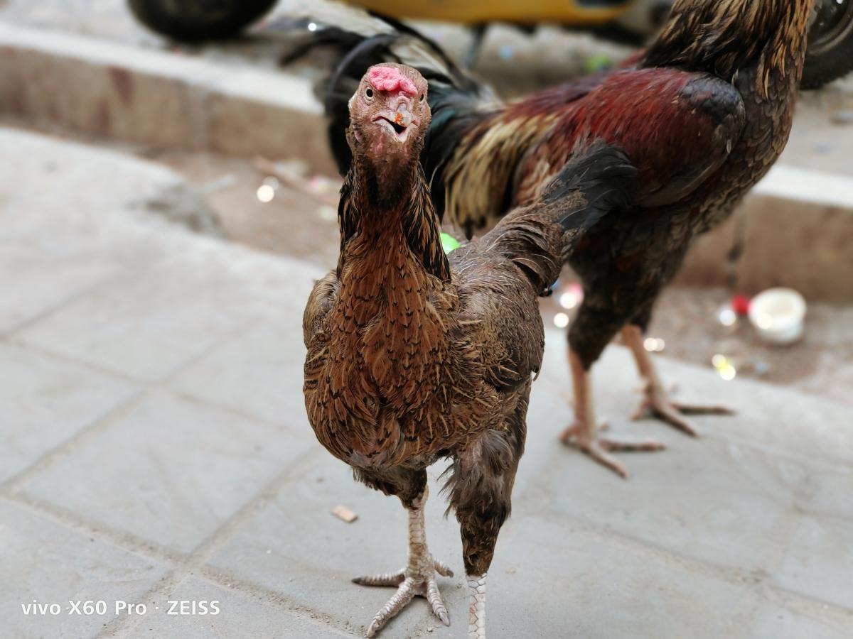 Vivo X60 Pro camera samples