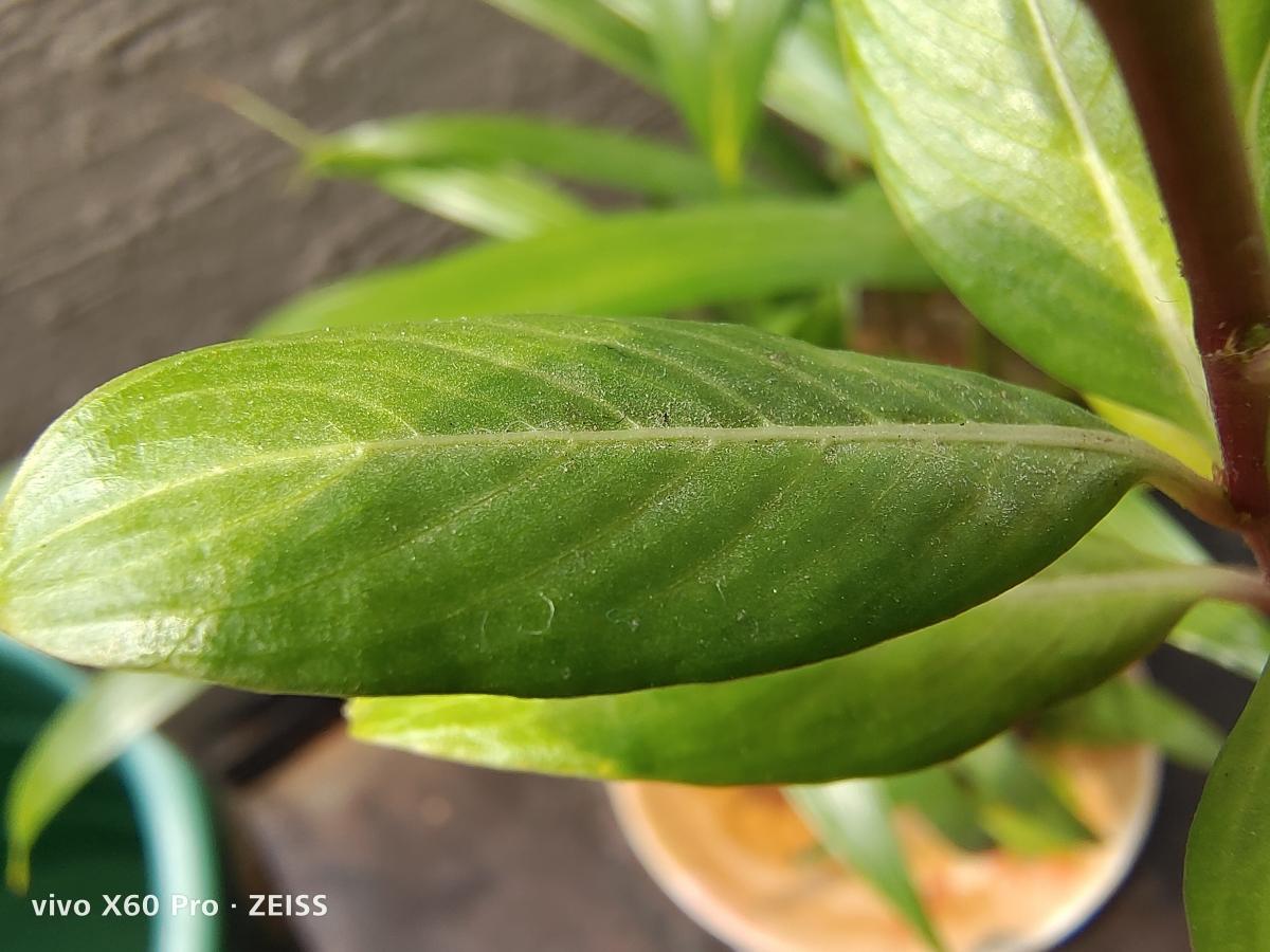 Vivo X60 Pro camera samples