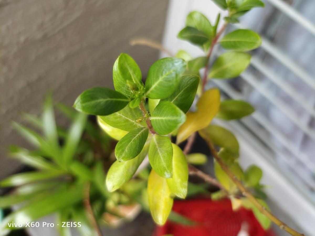 Vivo X60 Pro camera samples