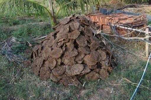 Cow dung cakes