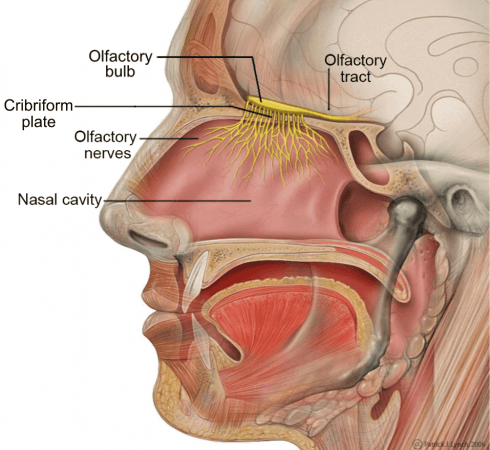 Nasal Cavity (Representational Picture) Nasal Cavity
