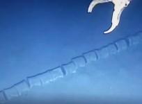 sea skeleton