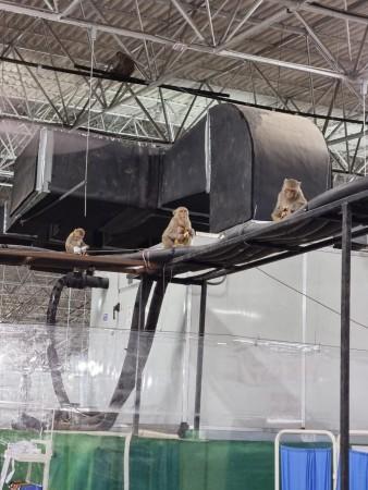 Baboon cutouts to counter monkey menace at India's largest Covid Centre.