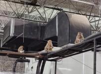 Baboon cutouts to counter monkey menace at India's largest Covid Centre.