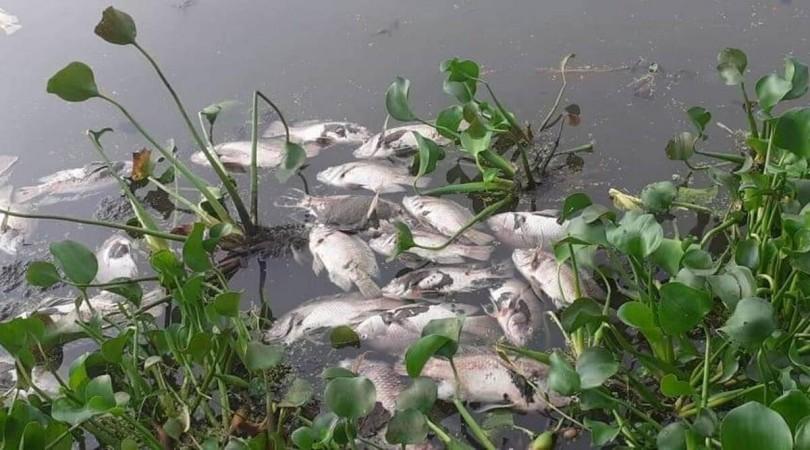 Representational image dead fish