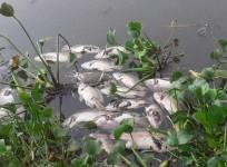 dead fish