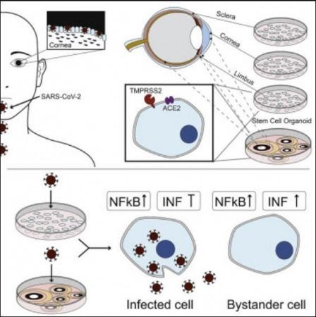 SARS-CoV-2 infects human adult donor eyes and hESC-derived ocular epithelium COVID-19 Eyes