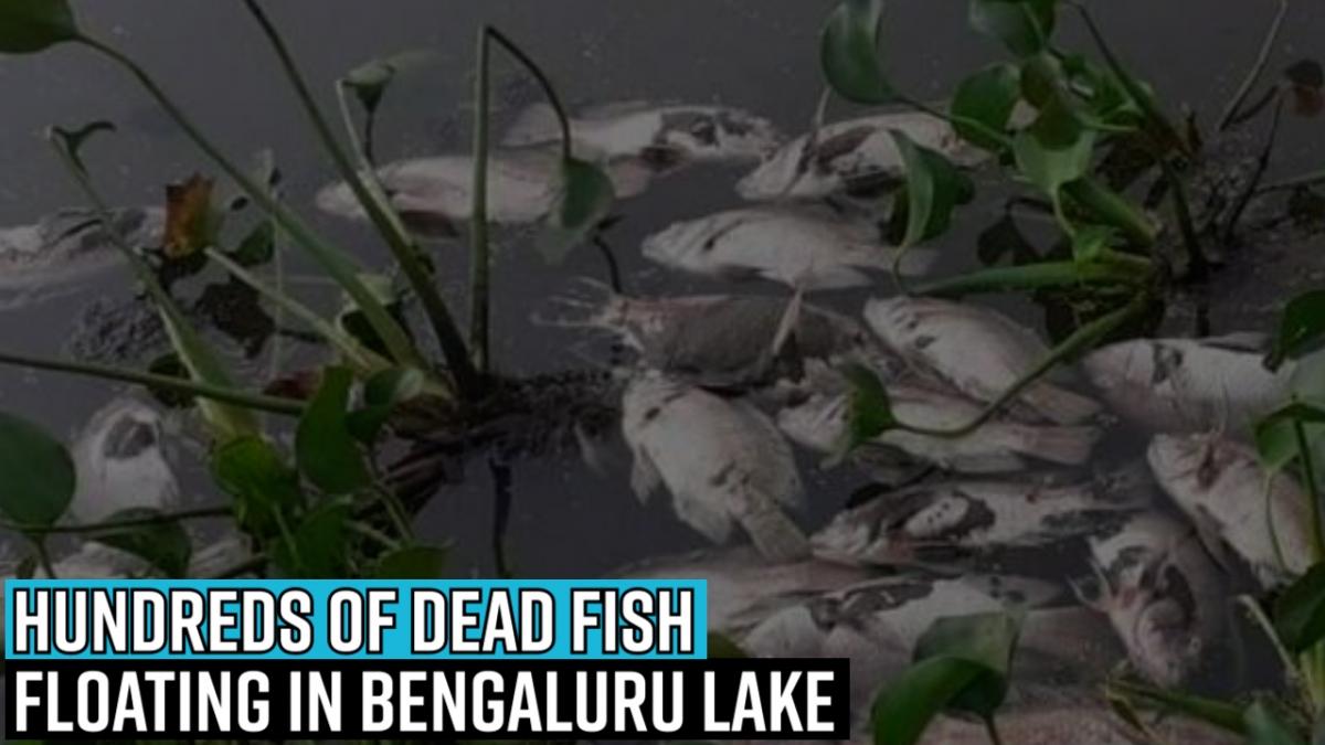 Residents Forced To Live With Stench For Week, After Dead Fish Found ...