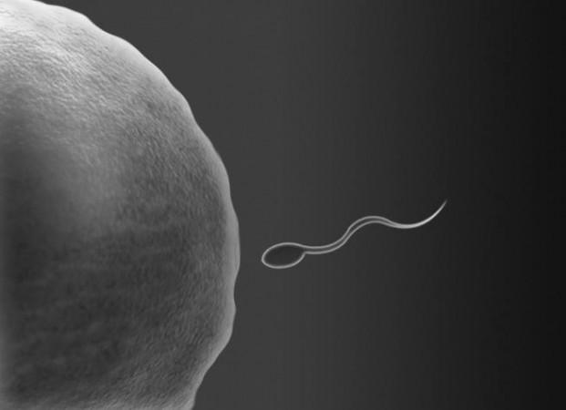 Fertilization (Representational Picture) Fertilization