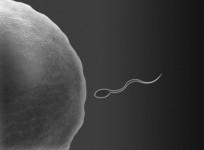 Fertilization