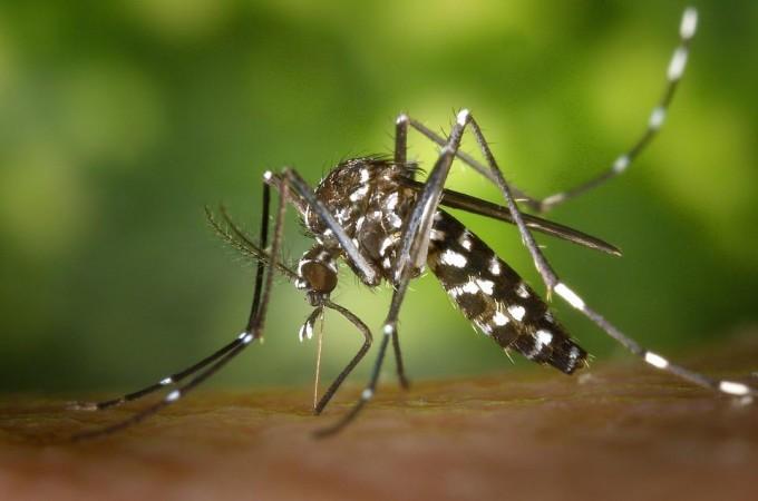 Mosquito (Representational Picture) Mosquito