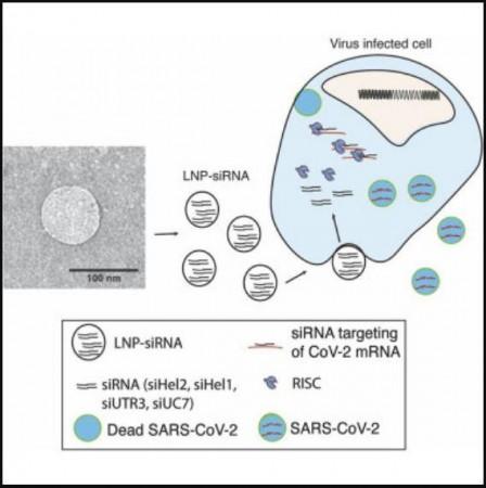 Lipid Nanoparticle siRNAs (LNP-siRNAs), either sLNP-siRNAs or dmLNP-siRNAs are generated containing siRNAs targeted to SARS-COV-2 RNA (siHel2, siUTR3, siHel1, and siUC7). When the LNP-siRNAs are taken up in SARS-COV-2 virus infected cells, the siRNAs engage the RNAi RISC complex and target the SARS-COV-2 RNAs for degradation resulting in a loss of infectious particles being generated in the virus infected cell. New Drug
