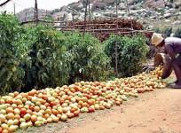 A 2017 photo by The Hindu on farmers dumping tomatoes