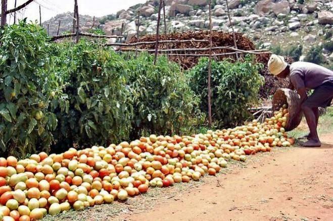 A 2017 photo by The Hindu on farmers dumping tomatoes