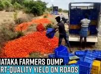Tomato prices crash amid lockdown; Karnataka farmers dump export-quality yield on roads