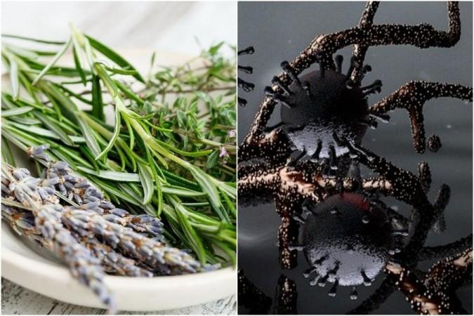 traditional cure for Covid