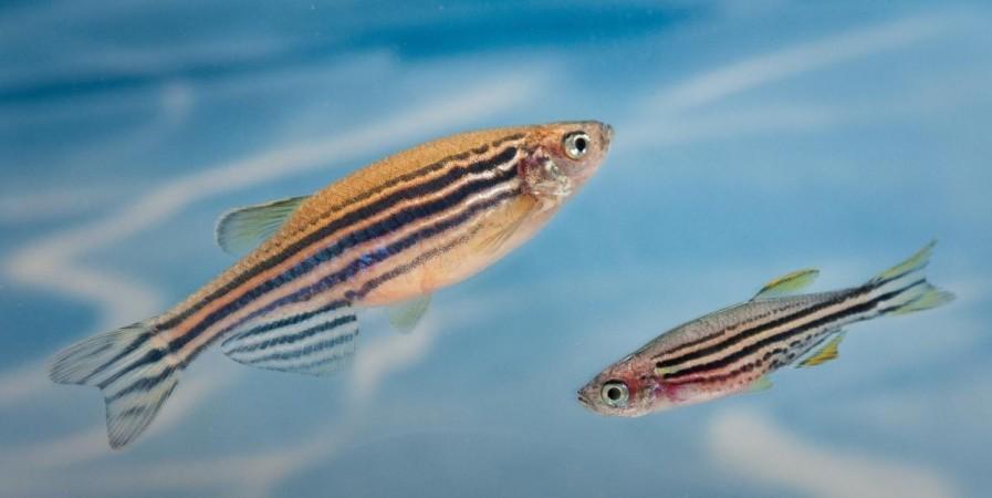 Zebrafish (Representational Picture) Zebrafish