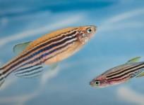 Zebrafish