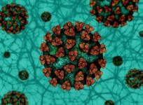SARS-CoV-2 Coronavirus