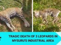 Leopards found dead