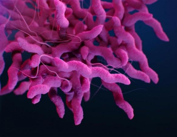 Campylobacter bacteria (Representational Picture) Campylobacter