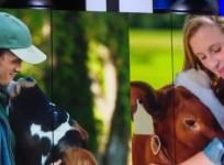 cow cuddling
