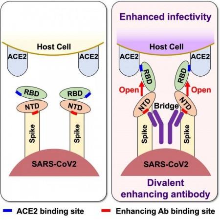 SARS-CoV-2 infectivity is enhanced upon antibody binding to NTD SARS-CoV-2 Coronavirus