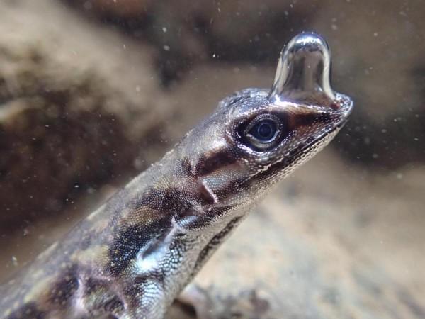 Anolis lizard