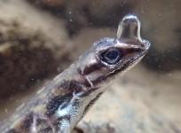 Anolis lizard