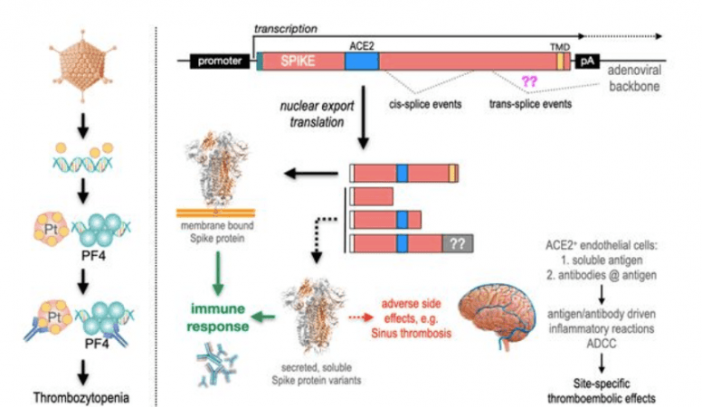 Scientists solve COVID vaccine blood-clot puzzle