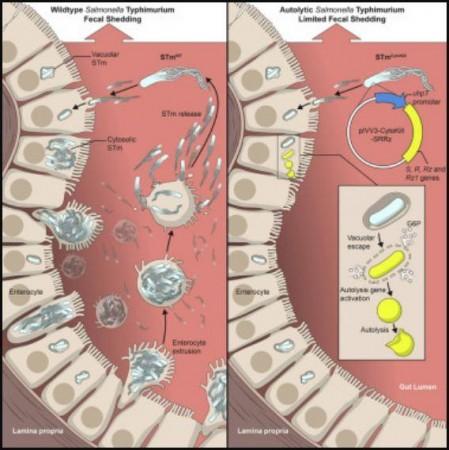 Cytosolic replication of Salmonella Typhimurium in epithelial cells Salmonella