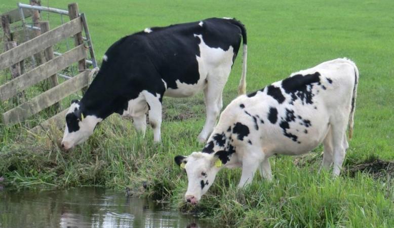 Cow (Representational Picture) Cow
