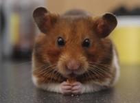 Syrian Hamster