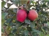 New Variety of apples