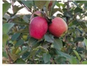 New Variety of apples