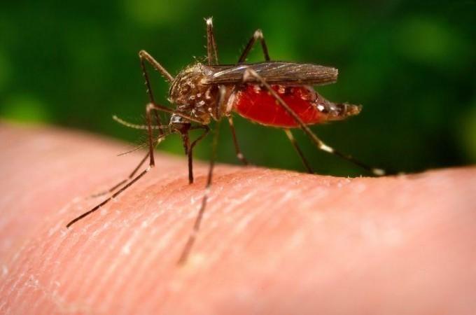 Mosquito (Representational Picture) Mosquito