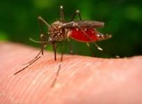Mosquito
