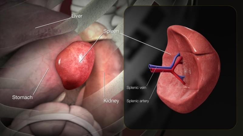 3D Medical Animation of Spleen Anatomy (Representational Picture) Spleen