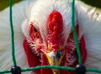 bird flu