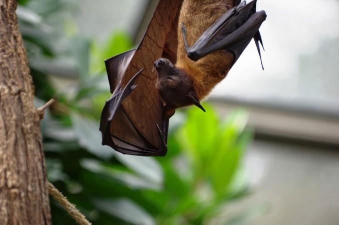 Bats