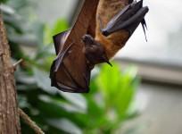 Bats