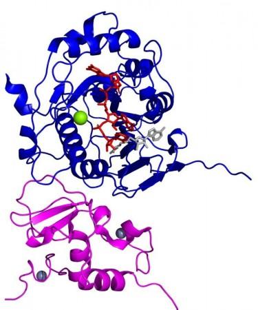 The disguising machinery used by SARS-CoV-2, and the small green dot is a magnesium ion SARS-CoV-2 Coronavirus metal ions
