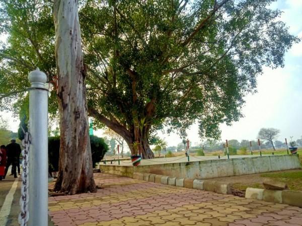 Peepal tree on the Zero-Line of Indo-Pak border in R S Pura sector of Jammu and Kashmir Peepal tree on the Zero-Line of Indo-Pak border in R S Pura sector of Jammu and Kashmir