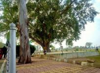 Peepal tree on the Zero-Line of Indo-Pak border in R S Pura sector of Jammu and Kashmir