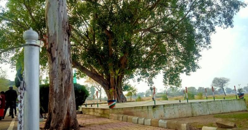 Pak Tree Witness to the 'bloody' partition of 1947, this giant tree is a symbol ...